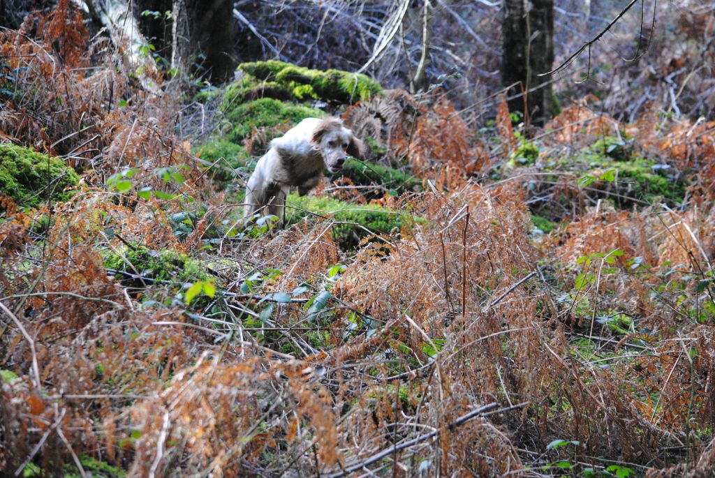 Neige Des Bois Du Causse Noir